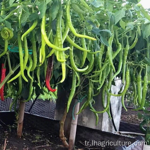 Otlar aromalı biberler uzun kuru redchilies gıda baharat